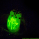 Illustration for article titled These Larvae Glow in the Dark, Then Eat You